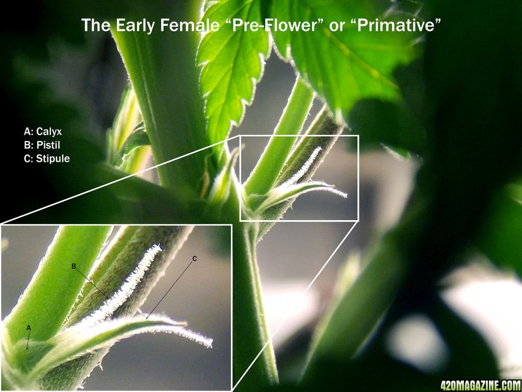 The Early Female Preflower