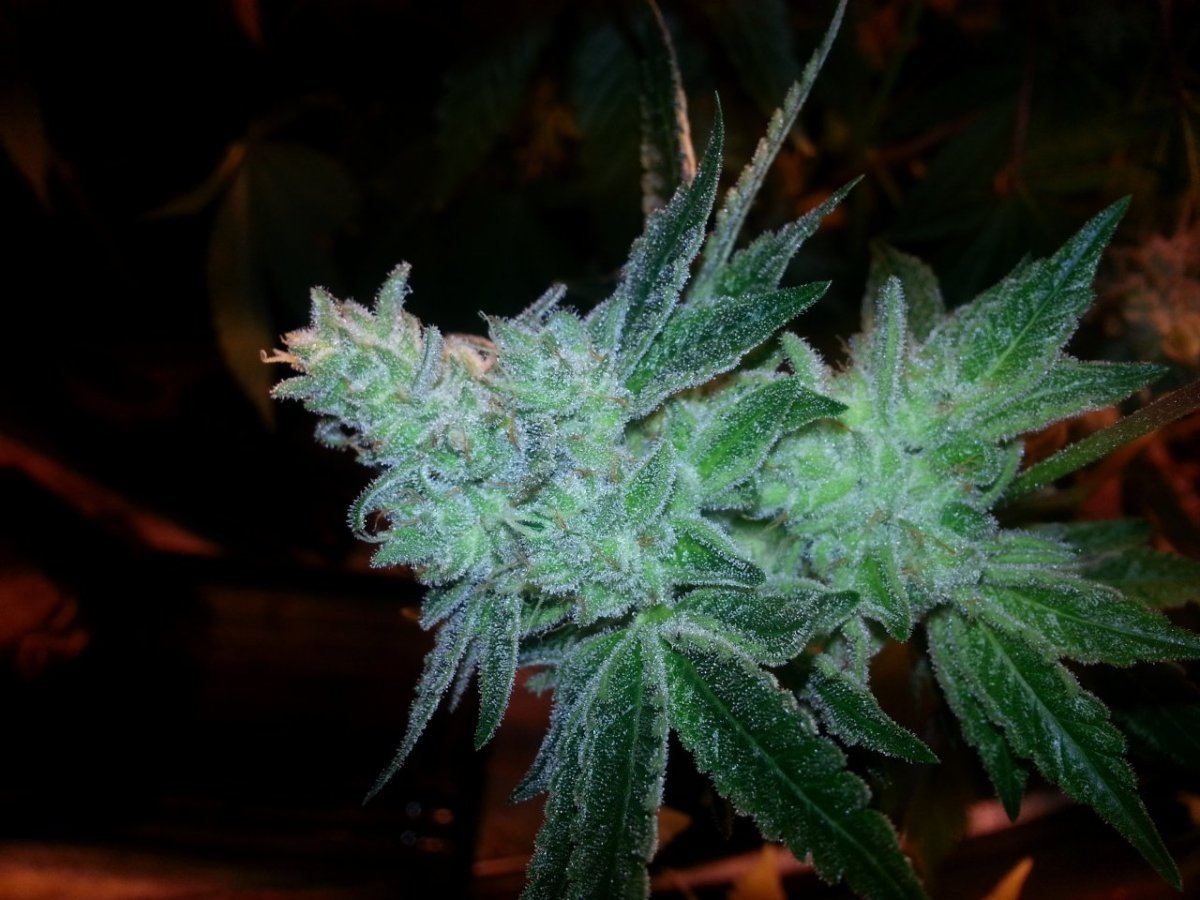 Thegg4