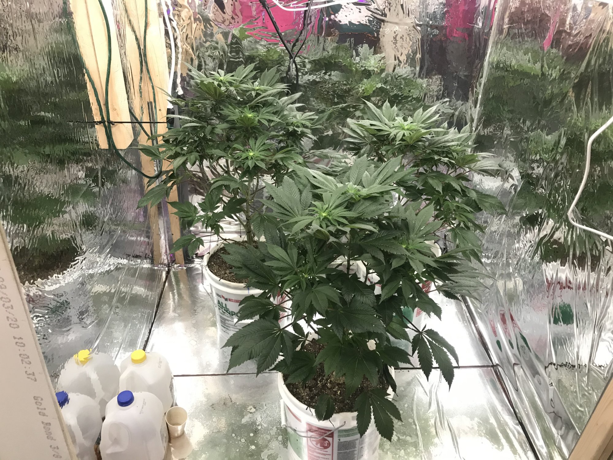 TheGirls2WeeksIntoFlowering
