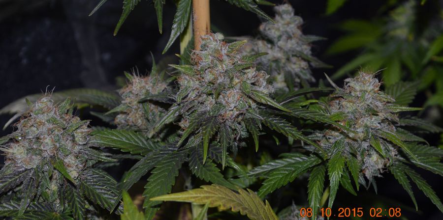 ThePF3buds