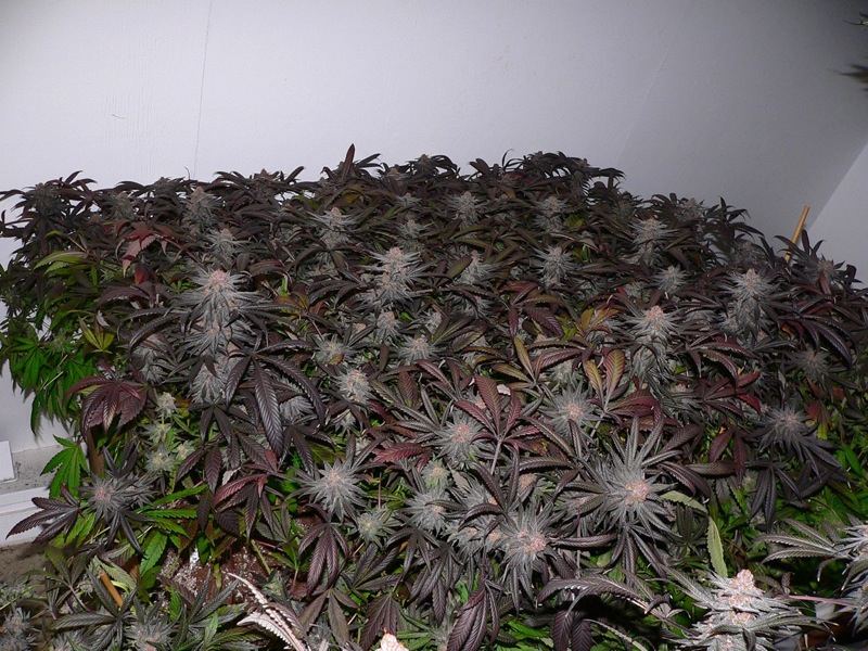 ThePurplesSides 1