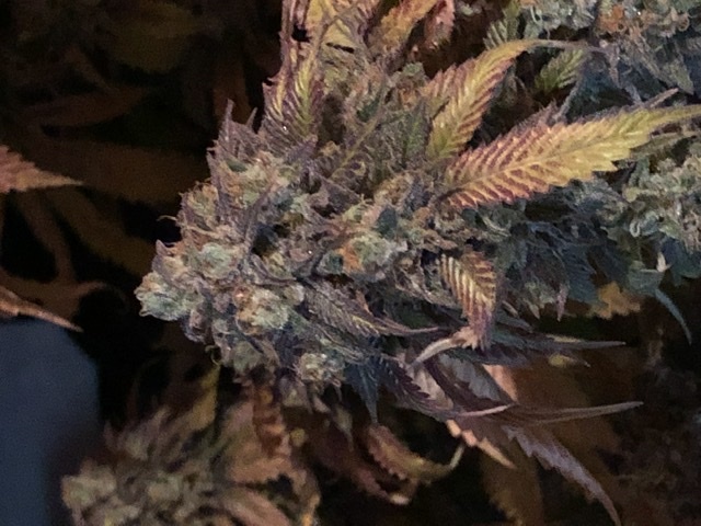 These ready to harvest 3