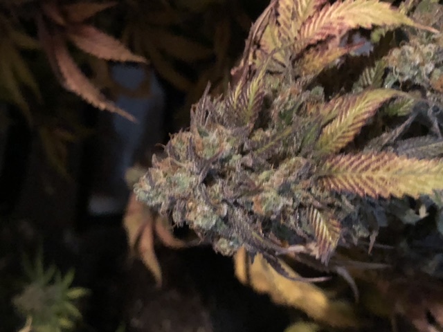 These ready to harvest 4