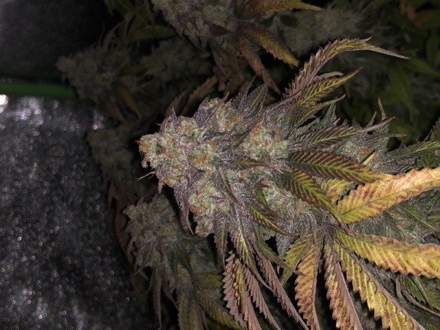 These ready to harvest 5