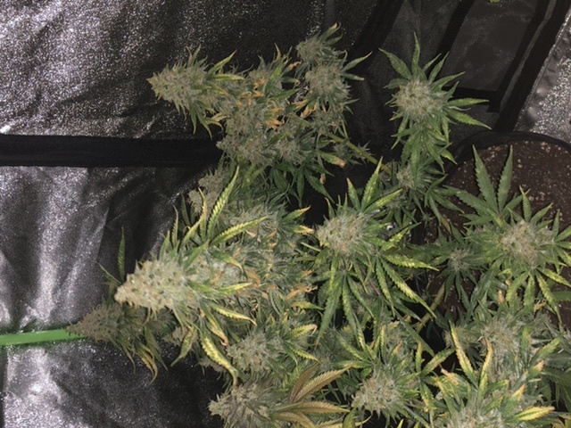 These ready to harvest 6