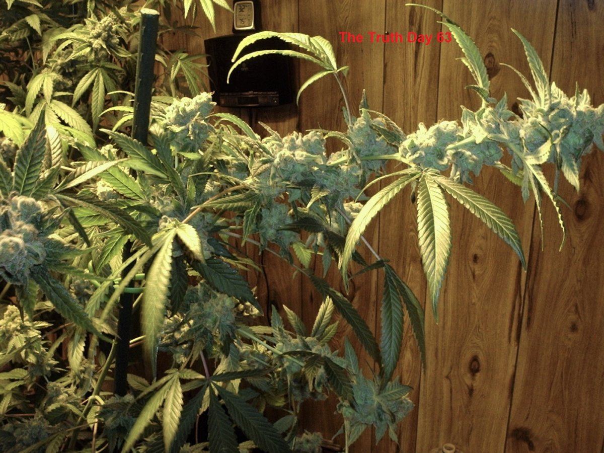 TheTruth Day63 Z2