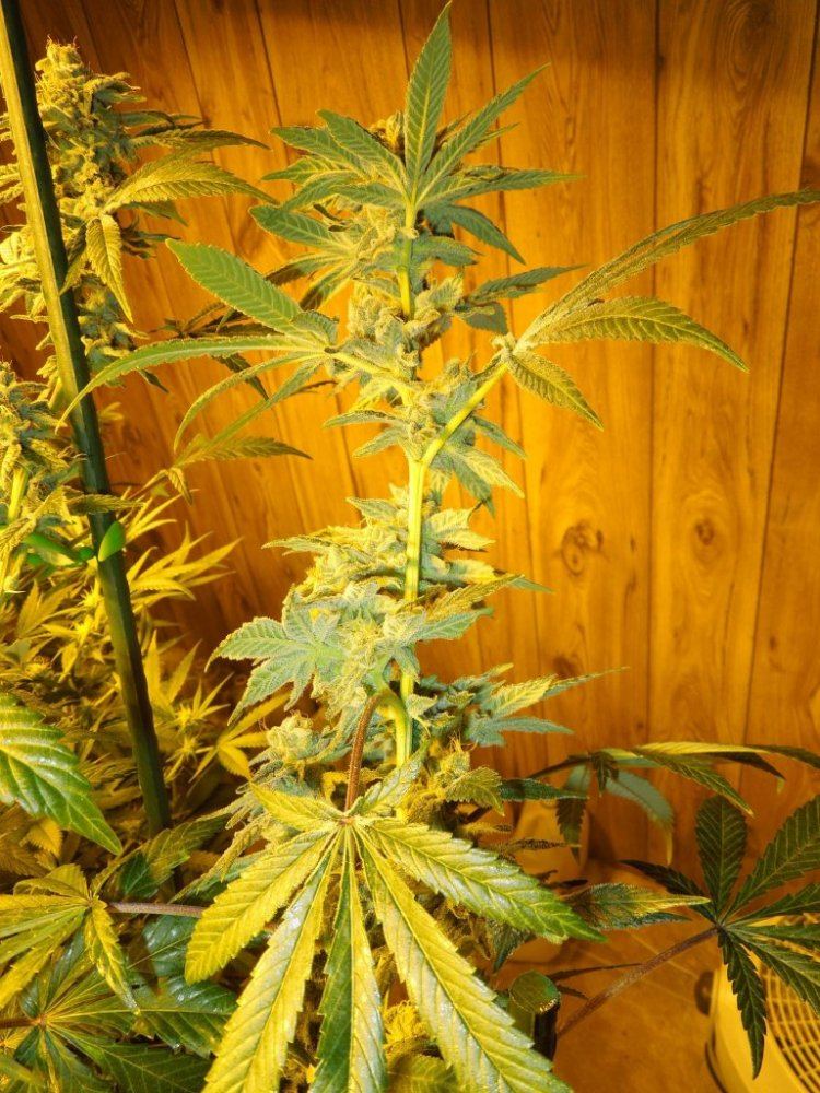 Thetruthday42c