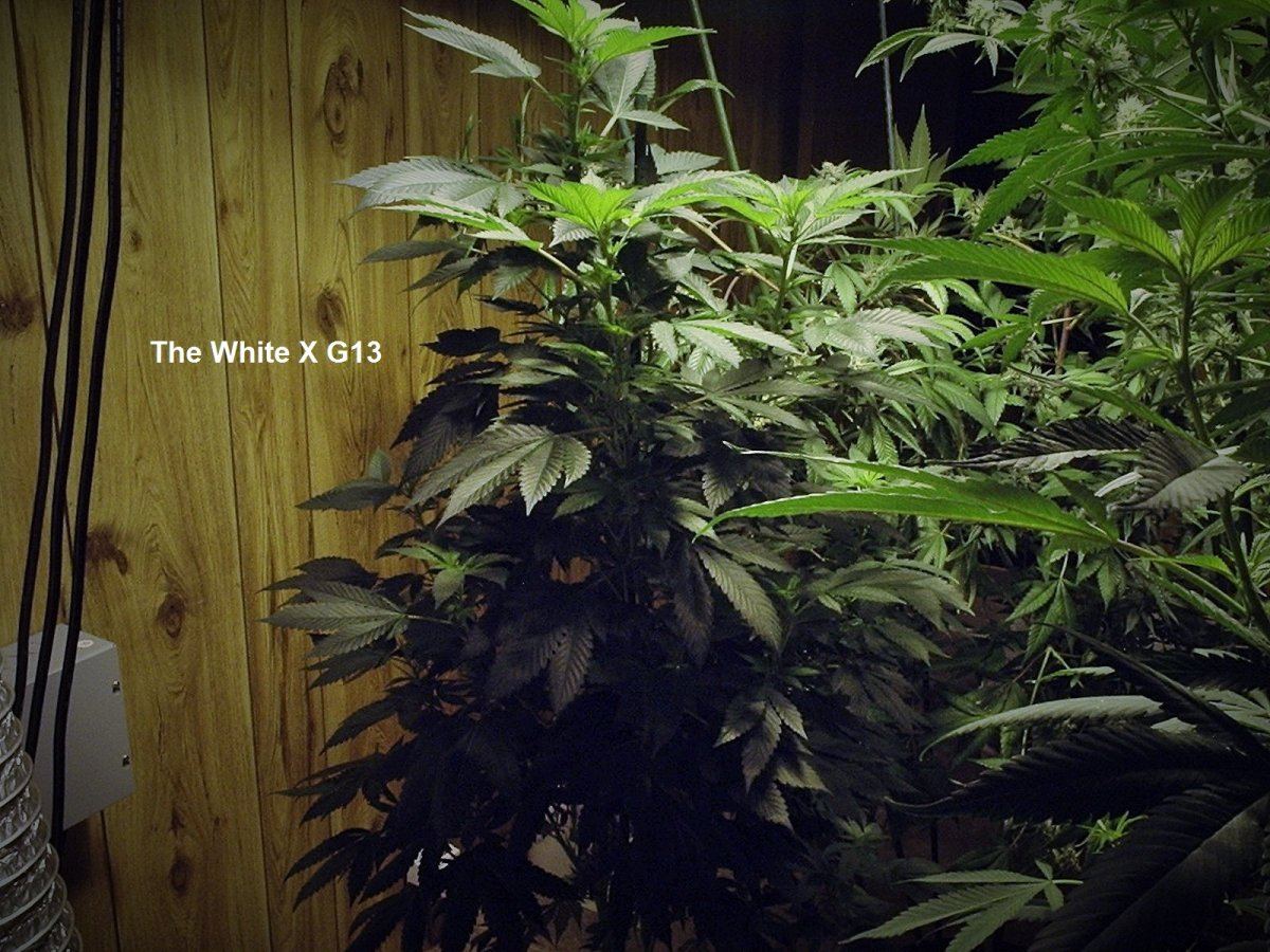 TheWhiteXG13 A3