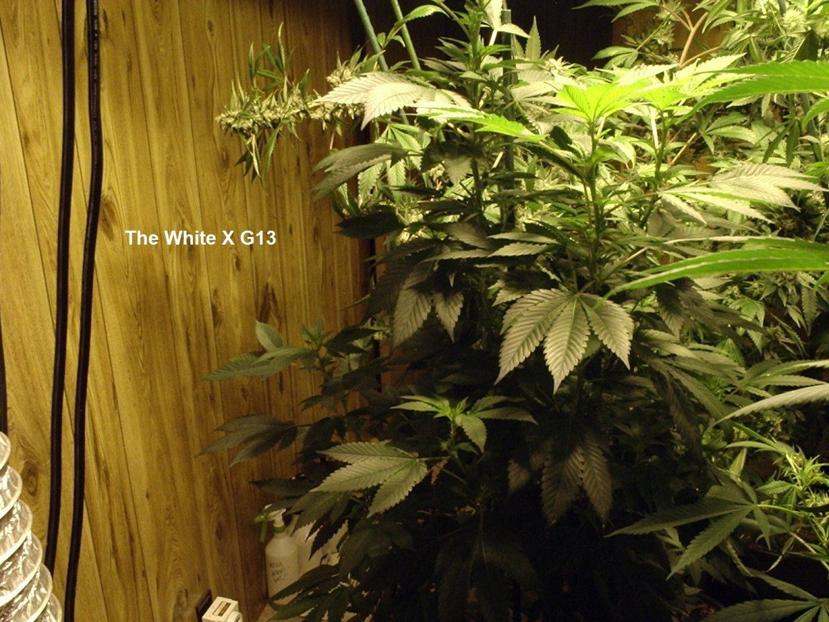 TheWhiteXG13 A4