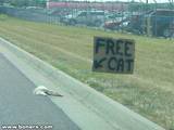 Thfree cat