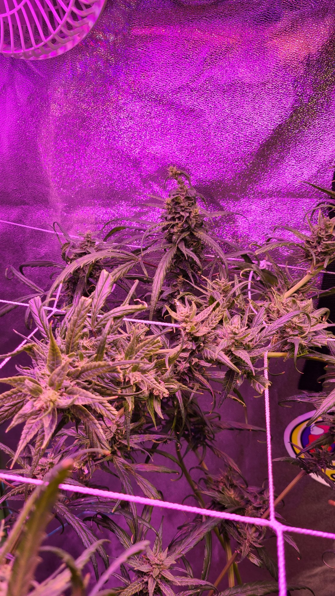 Thin curling leaves day 36 of flower 3