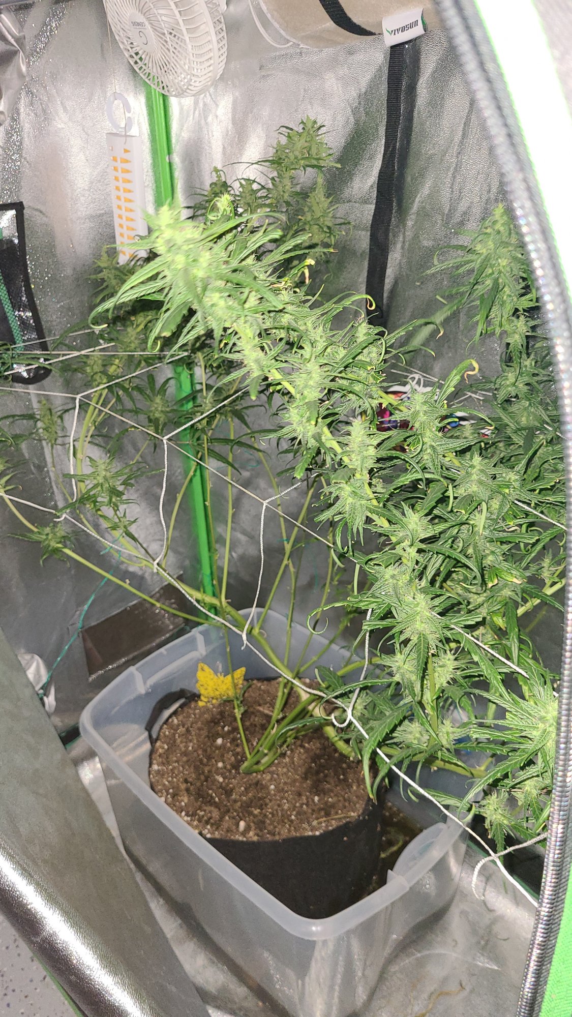 Thin curling leaves day 36 of flower