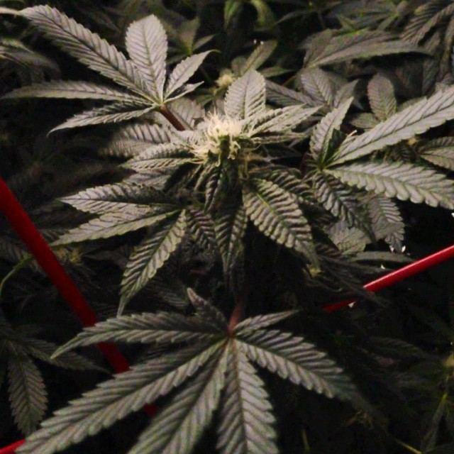 Thin mint week 2