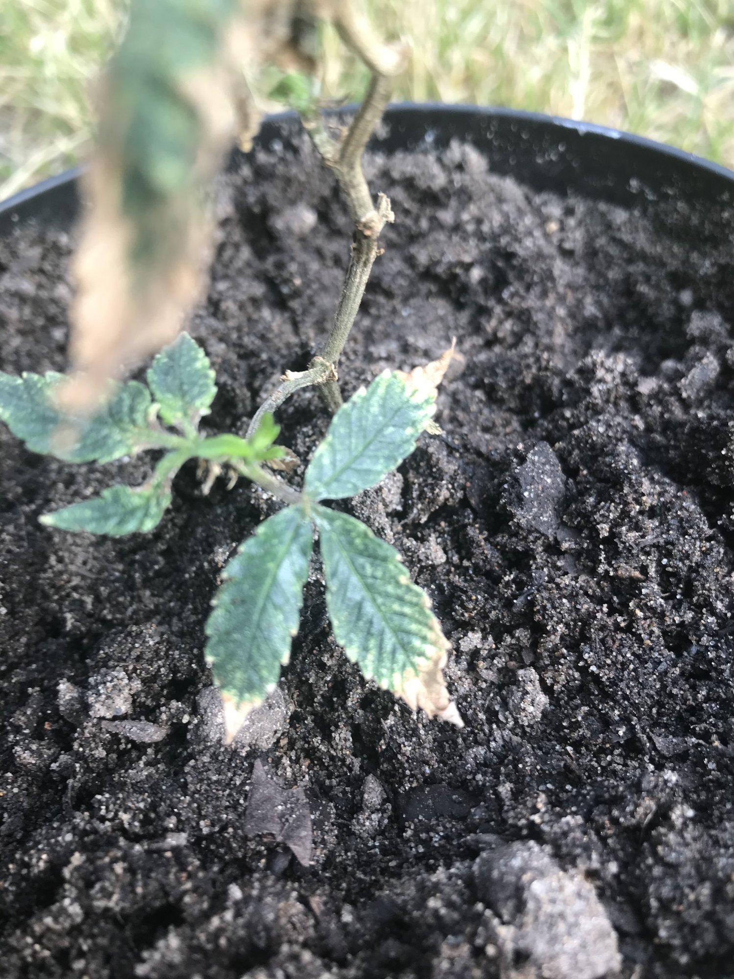 Think i can save these clones 3