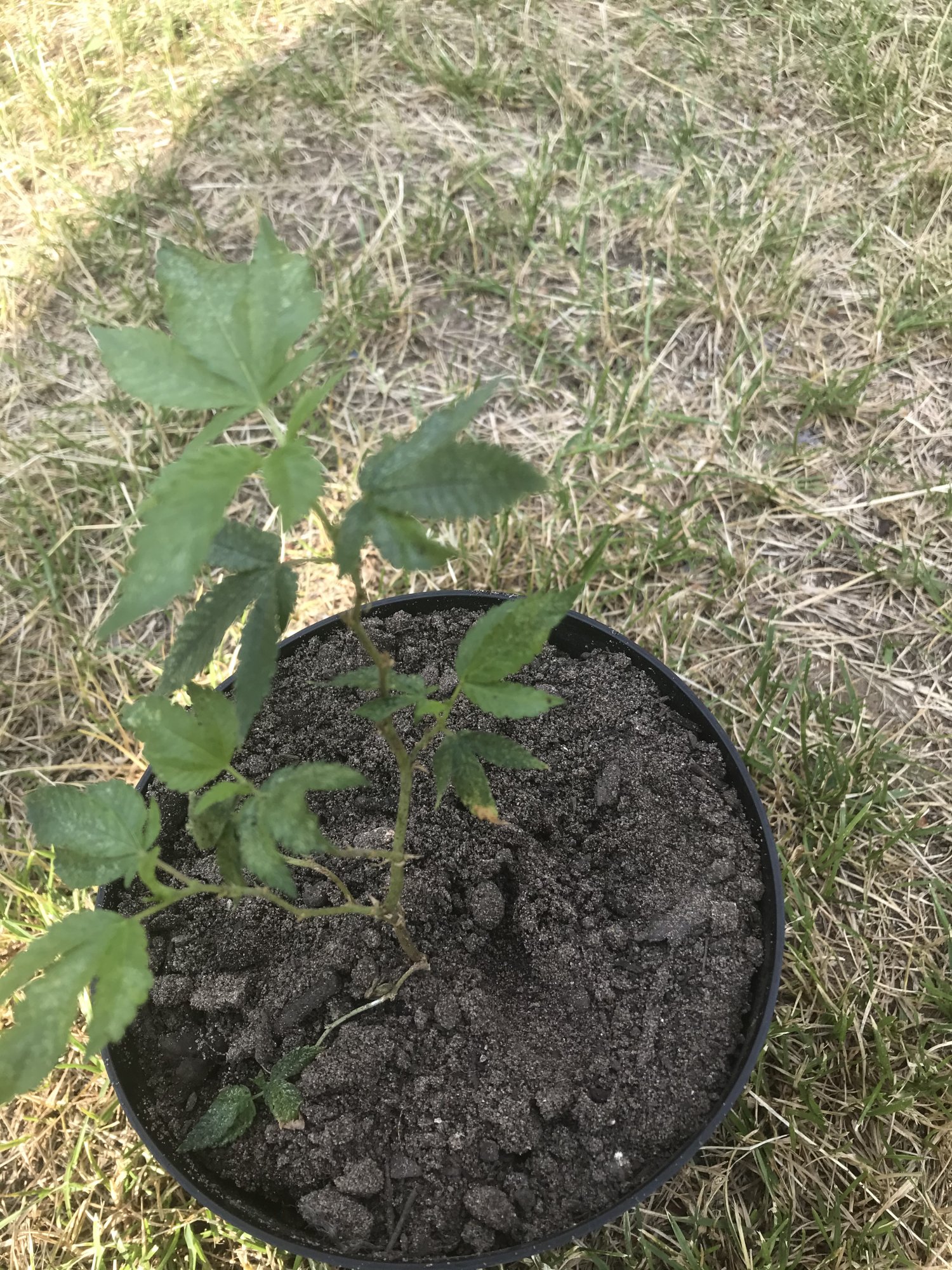 Think i can save these clones 4