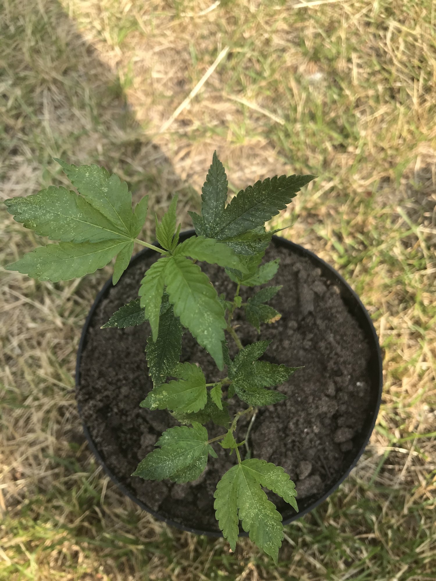 Think i can save these clones 5