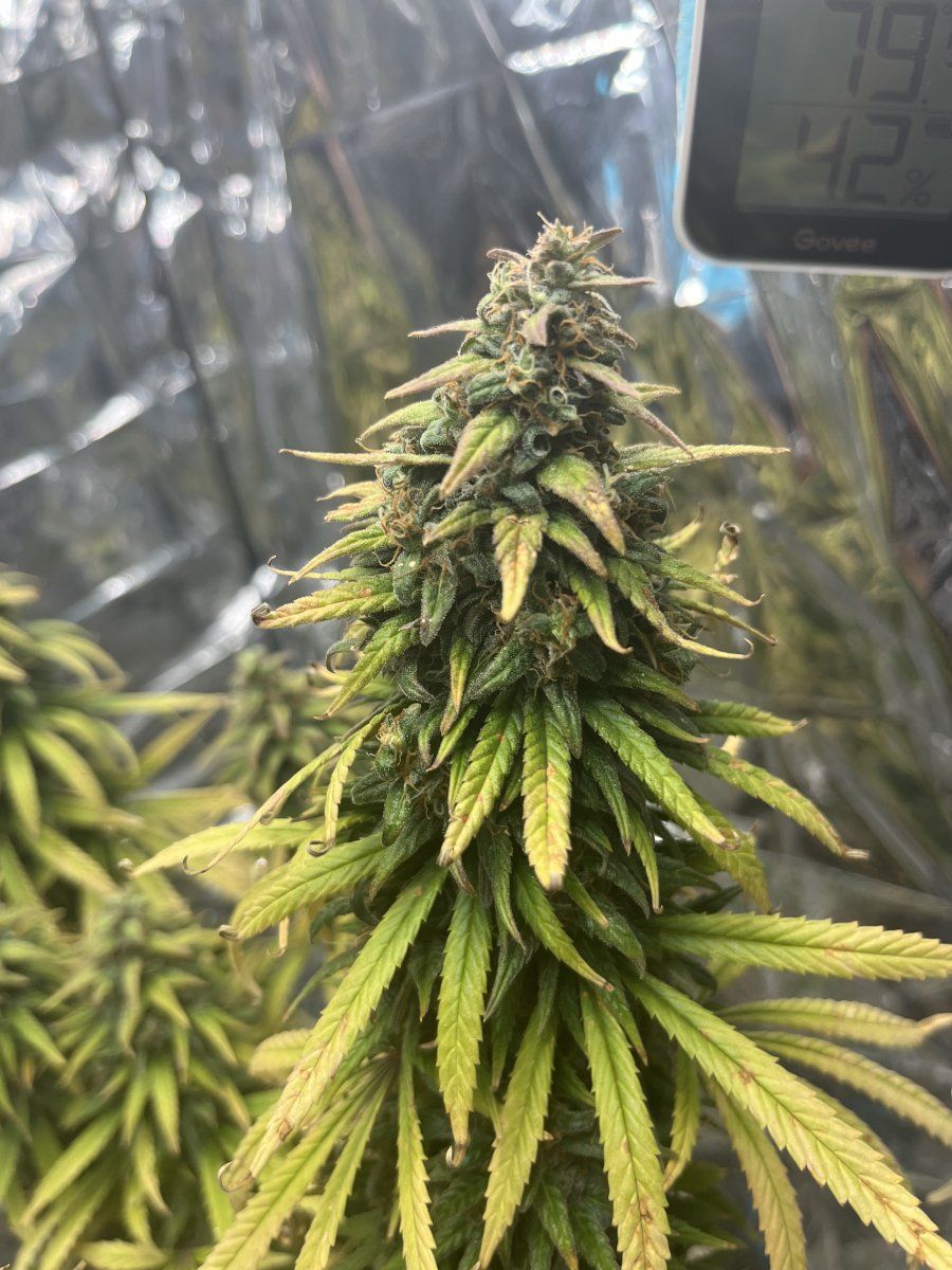 Think this looks ready to chop super silver haze day 69 8