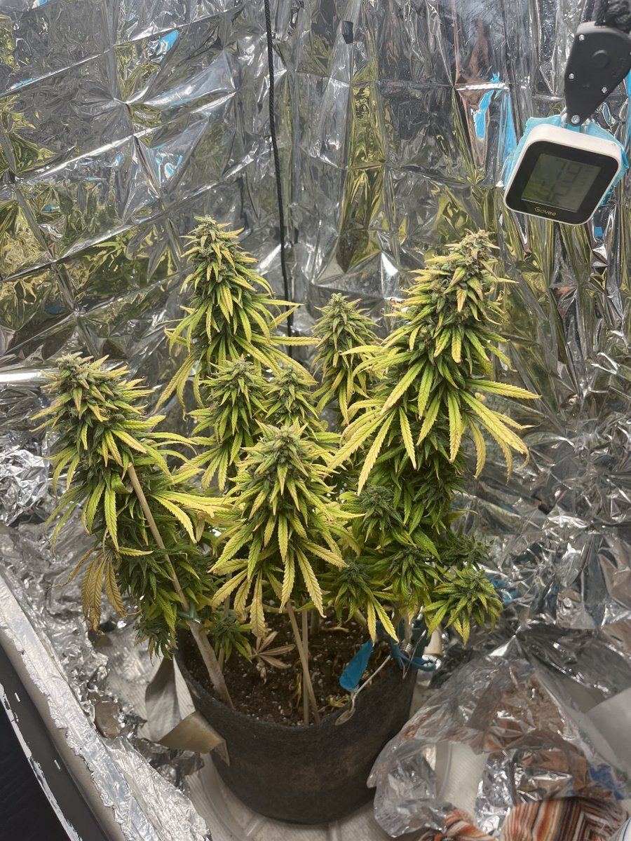 Think this looks ready to chop super silver haze day 69 9