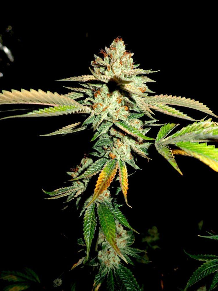 Thinmint1