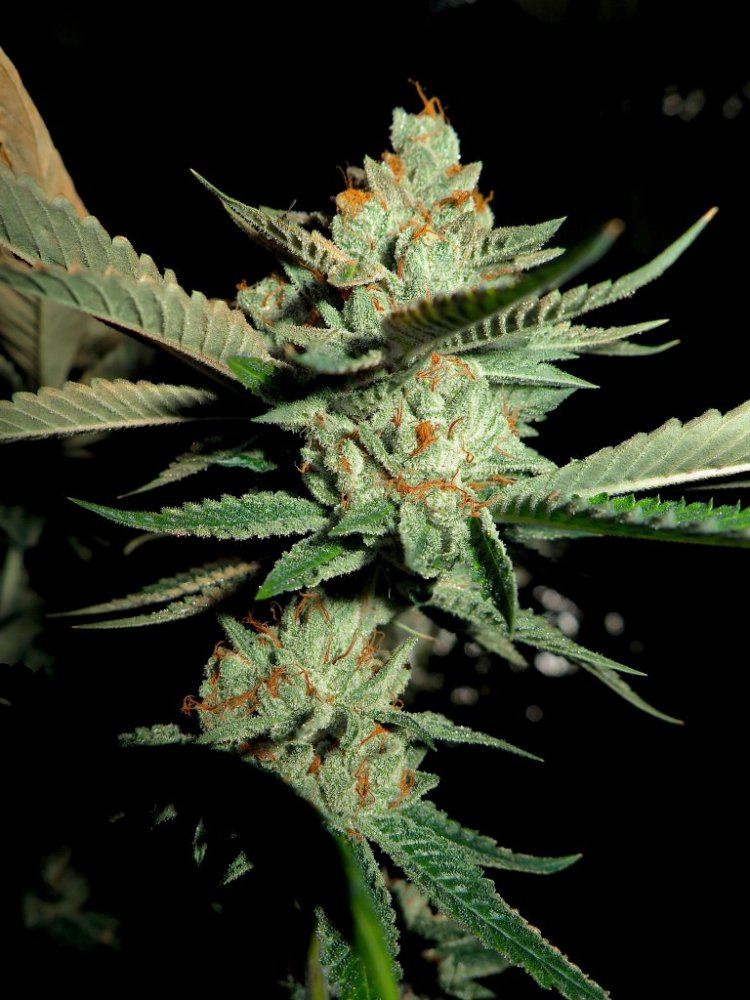 Thinmint3