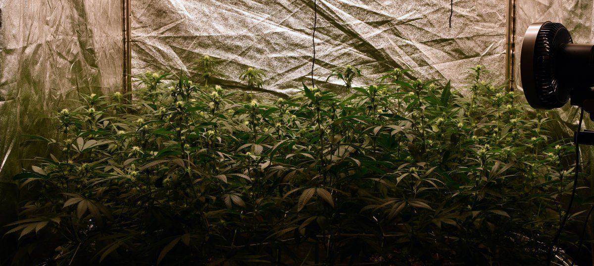 Thinnedpigweeds