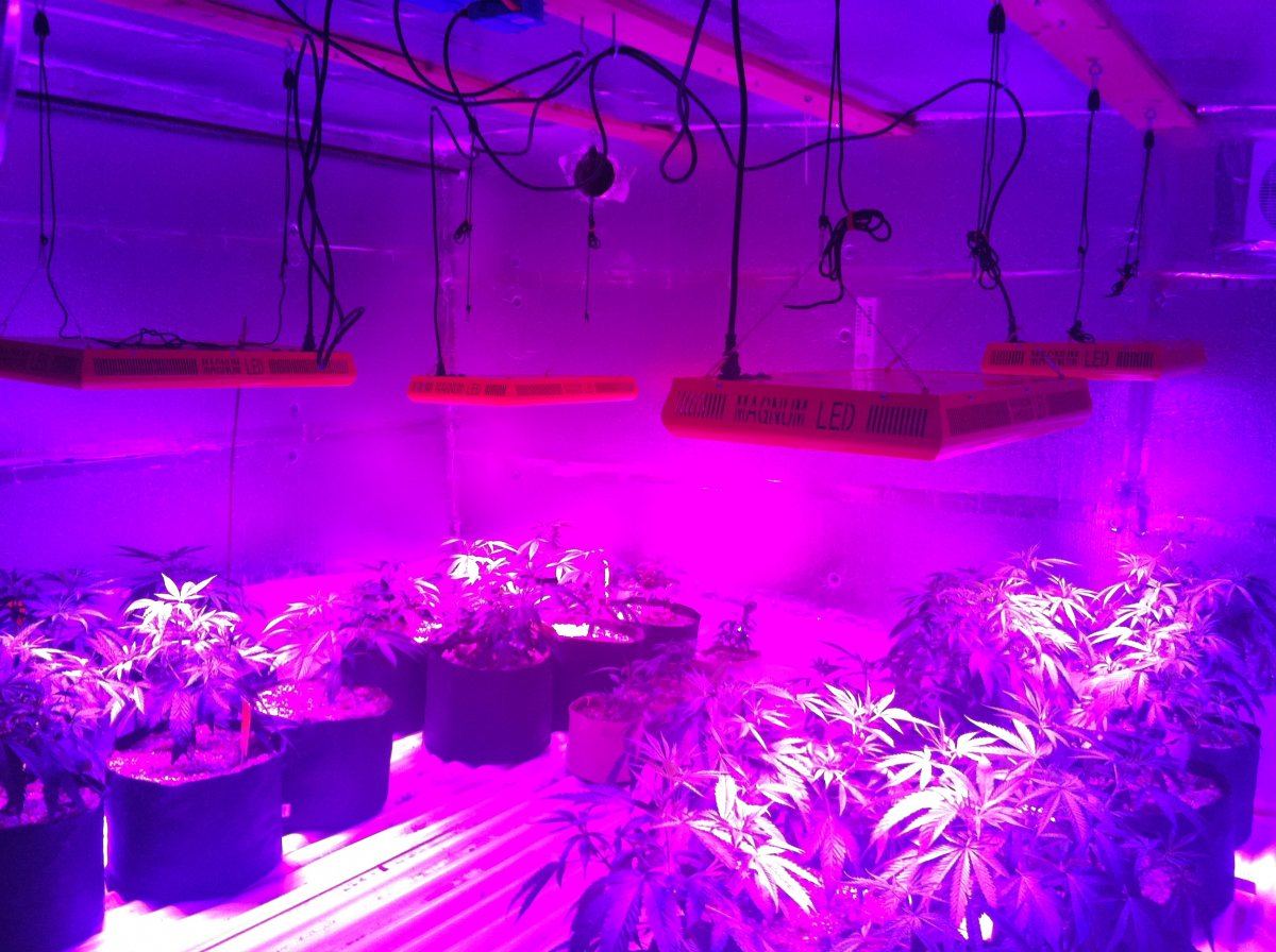 Third grow first with 357 magplus led