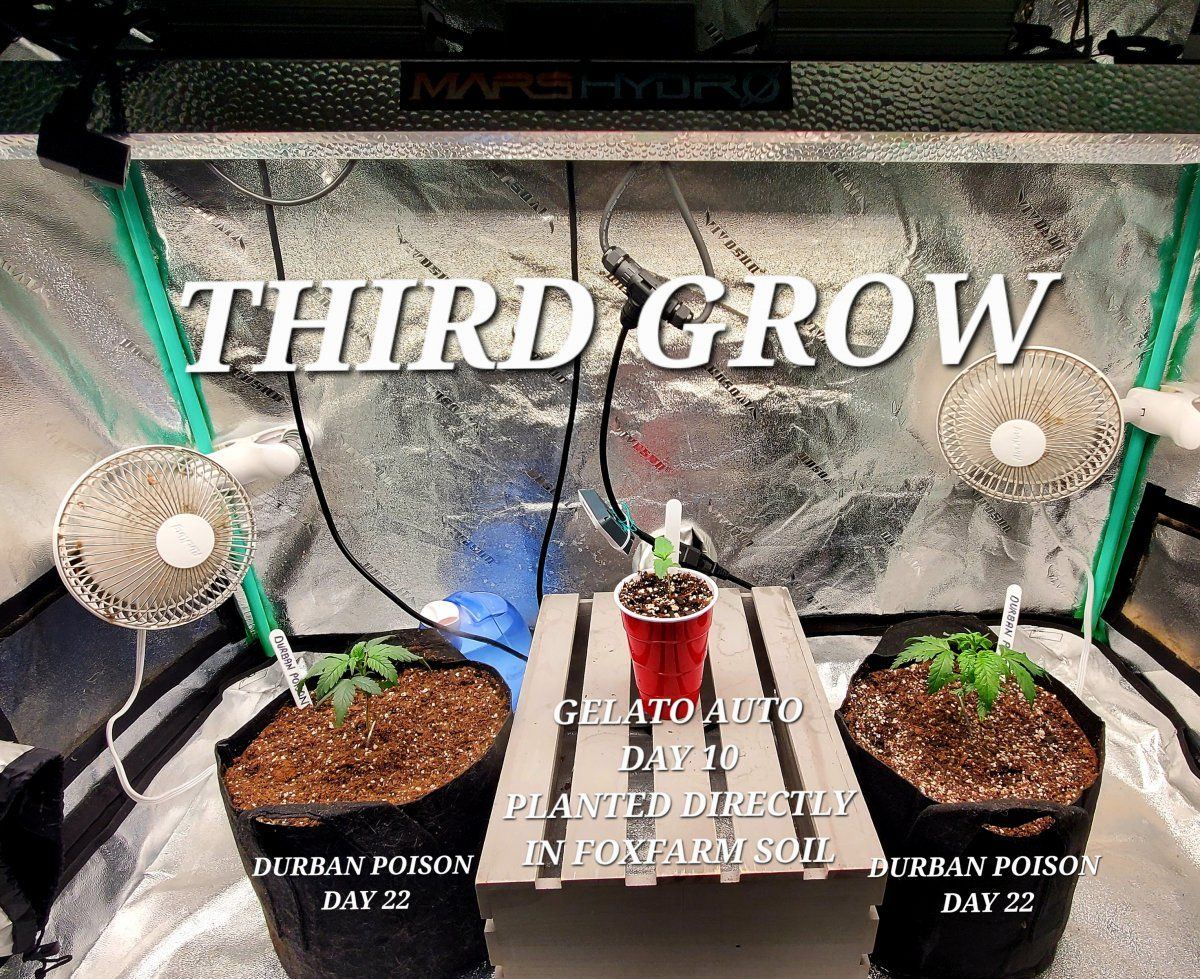 Third grow with an attempt at photoperiods