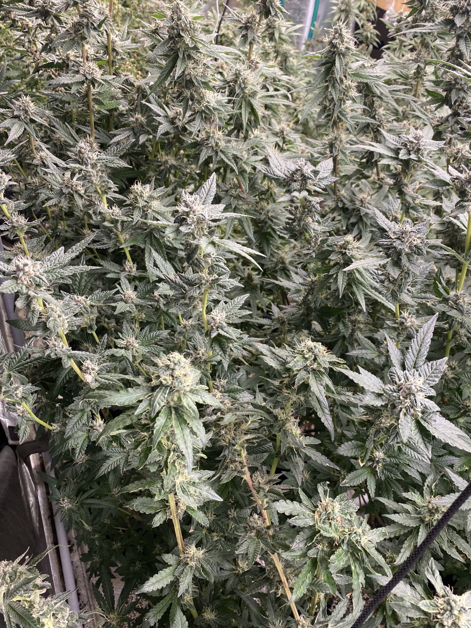 Third indoor grow tupur gold athena pro stack and cal mag power si and speedyveg 7