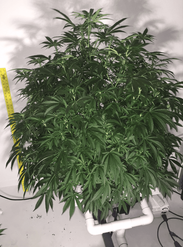 Thirdplant