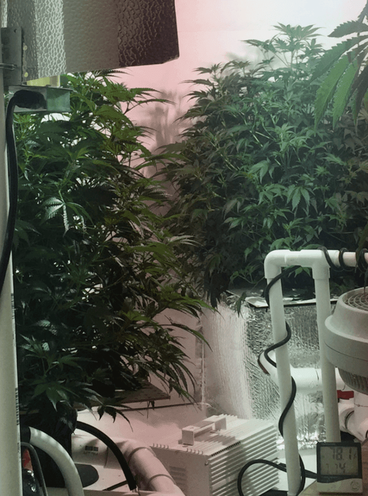 Thirdplant2