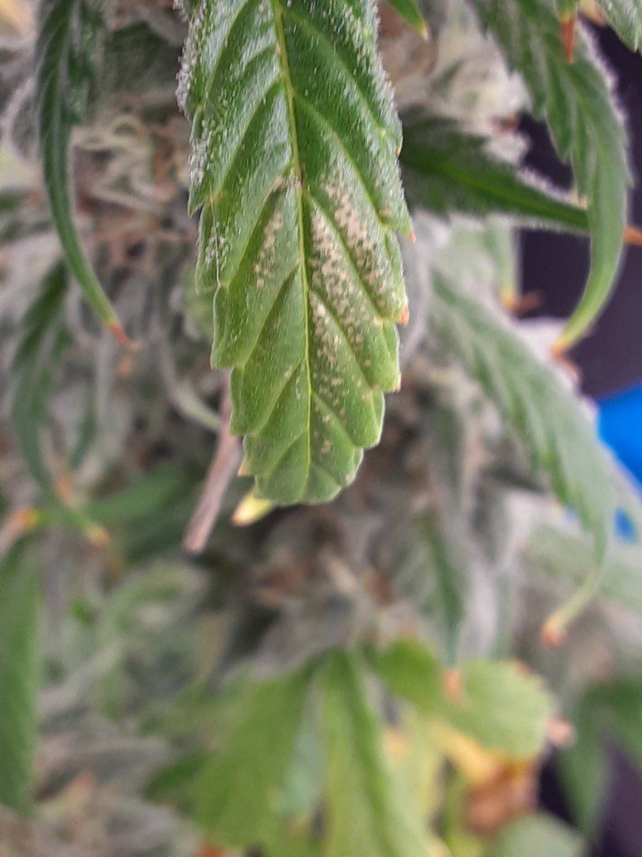 This appeared today im worried its mold yesterday i flushed this plant 3