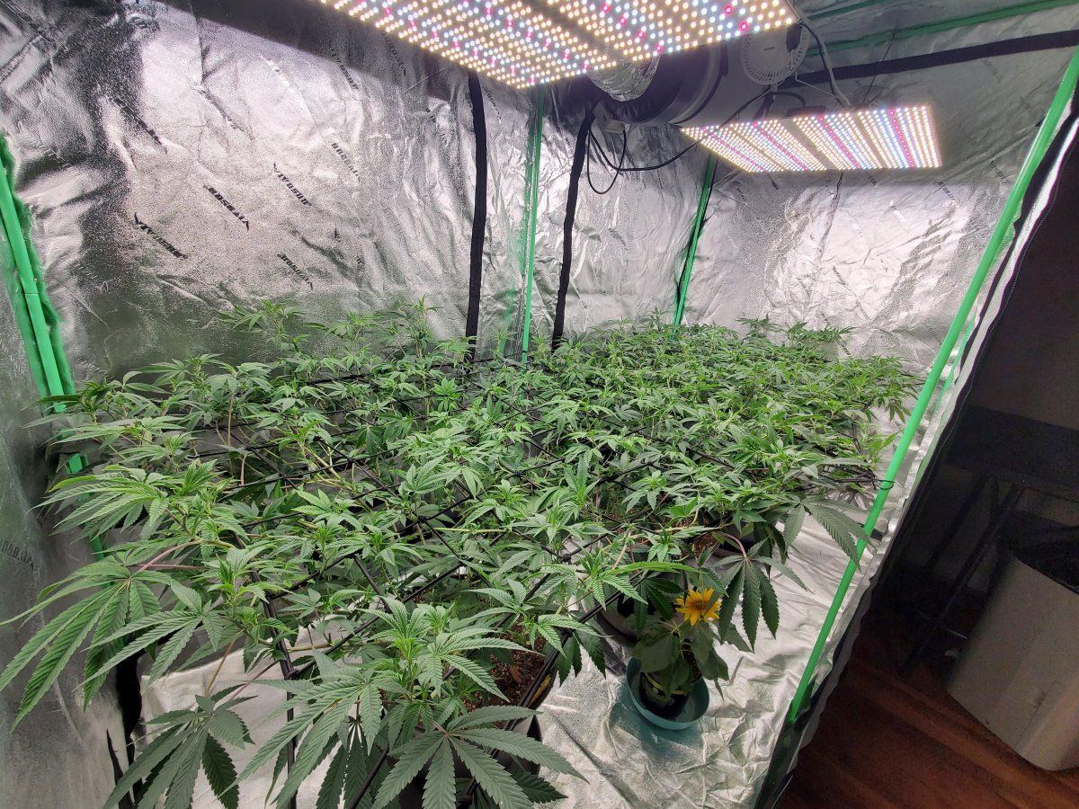 This grow looking great so far 2