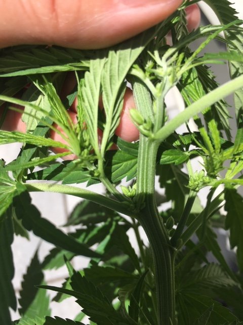 www.thcfarmer.com