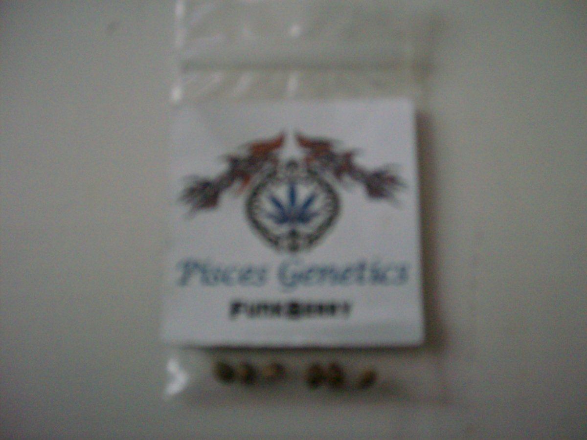 This is a test pisces genetics funkberry