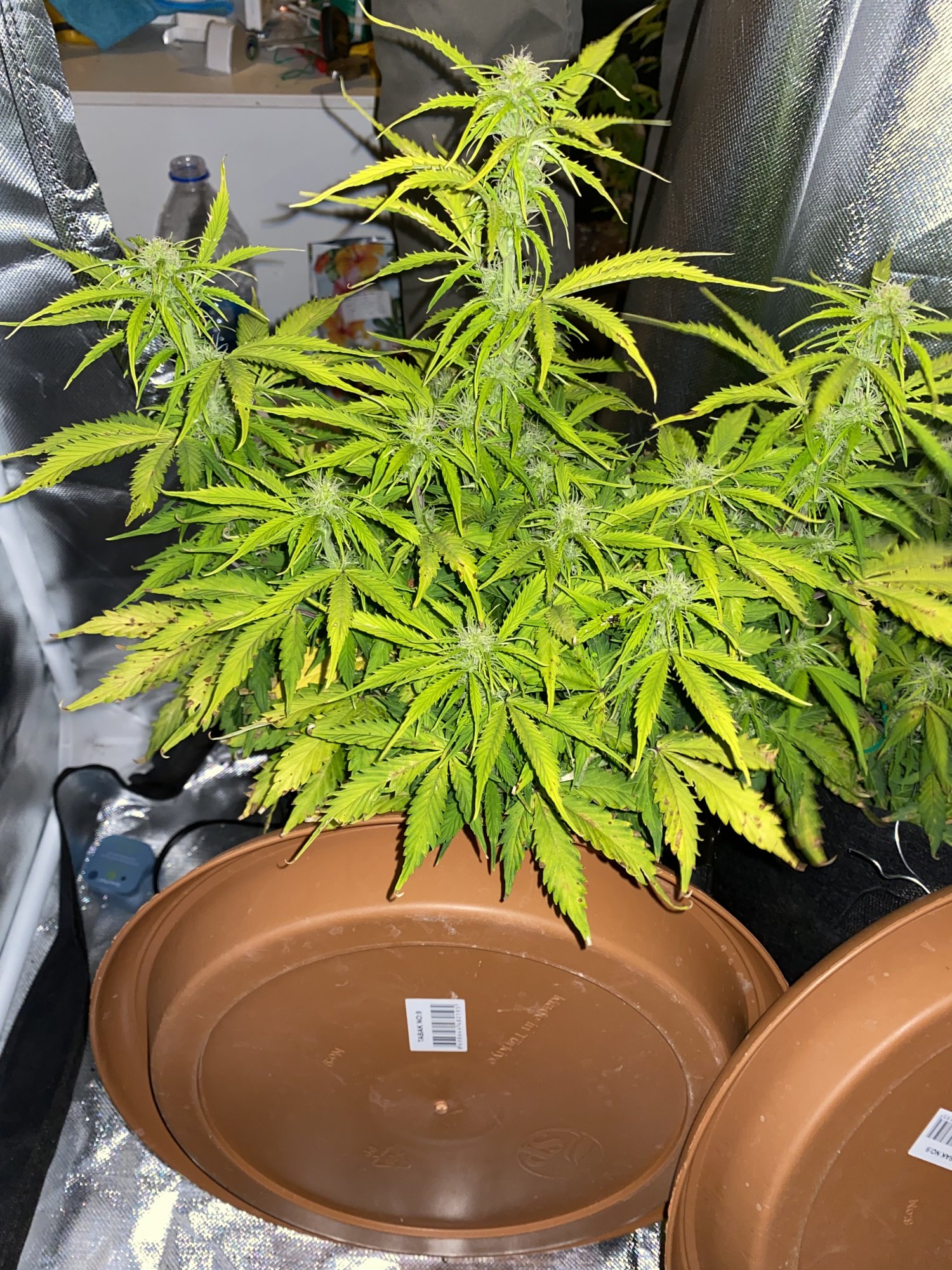 This is my autoflower nl at week 8 what kind of deficiency can you see