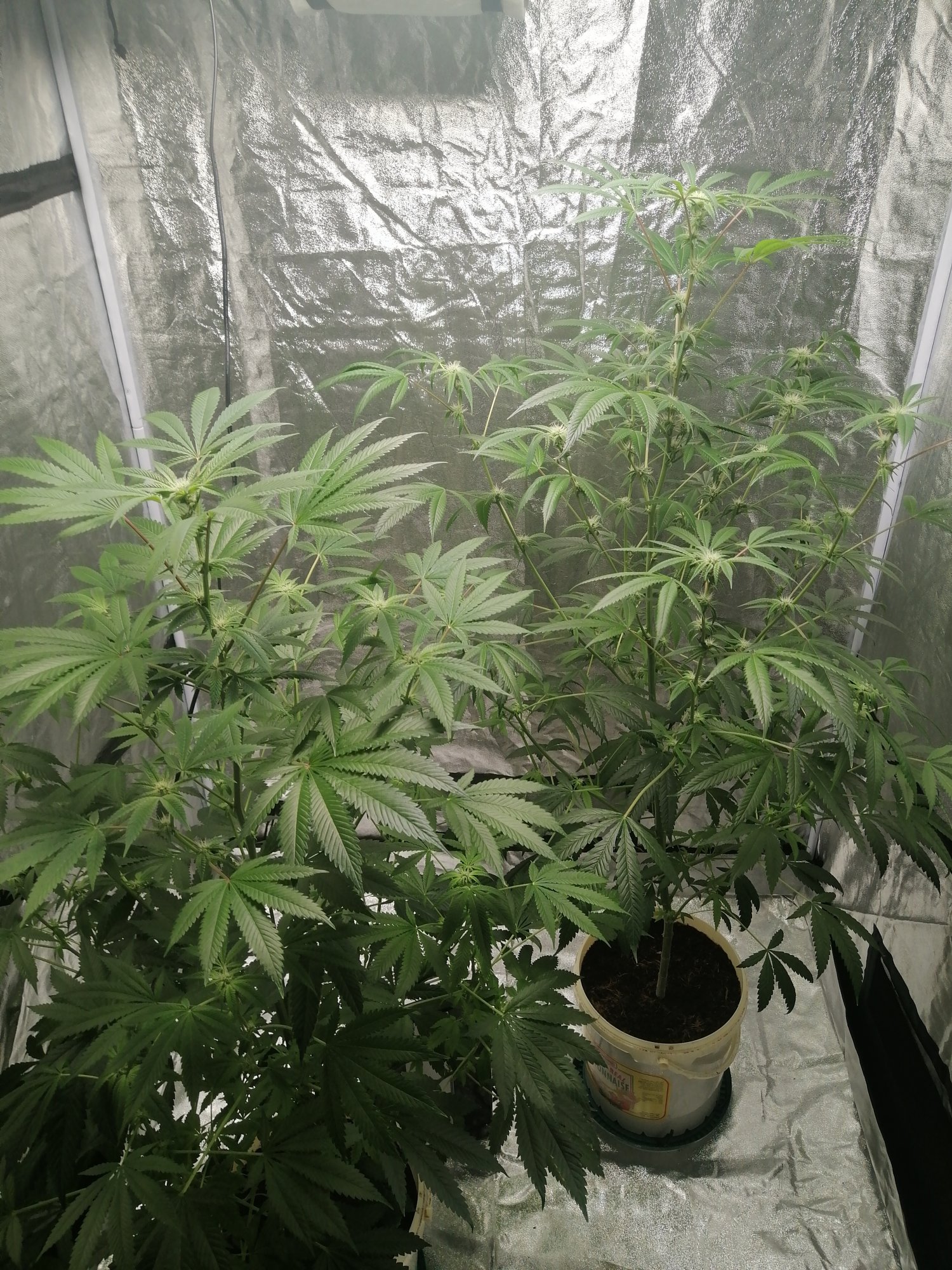 This is my first grow