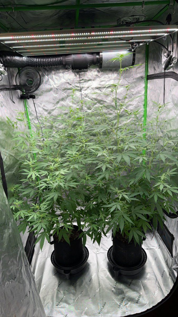 This is my first time growing