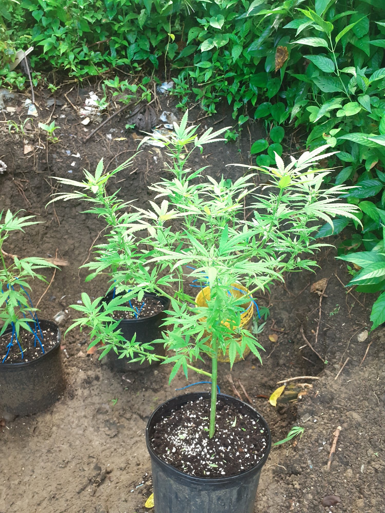 This is my first time growing marijuana 5