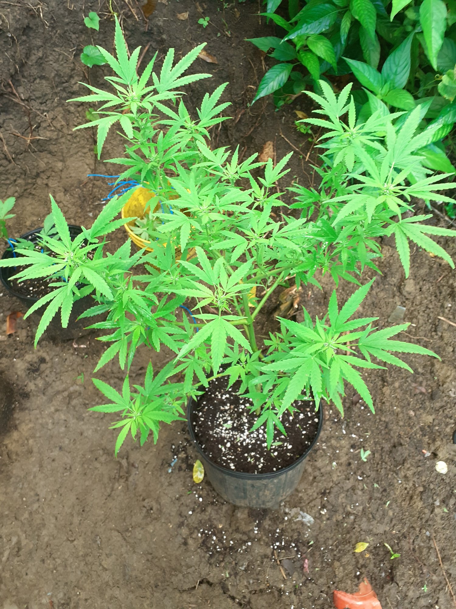 This is my first time growing marijuana 6