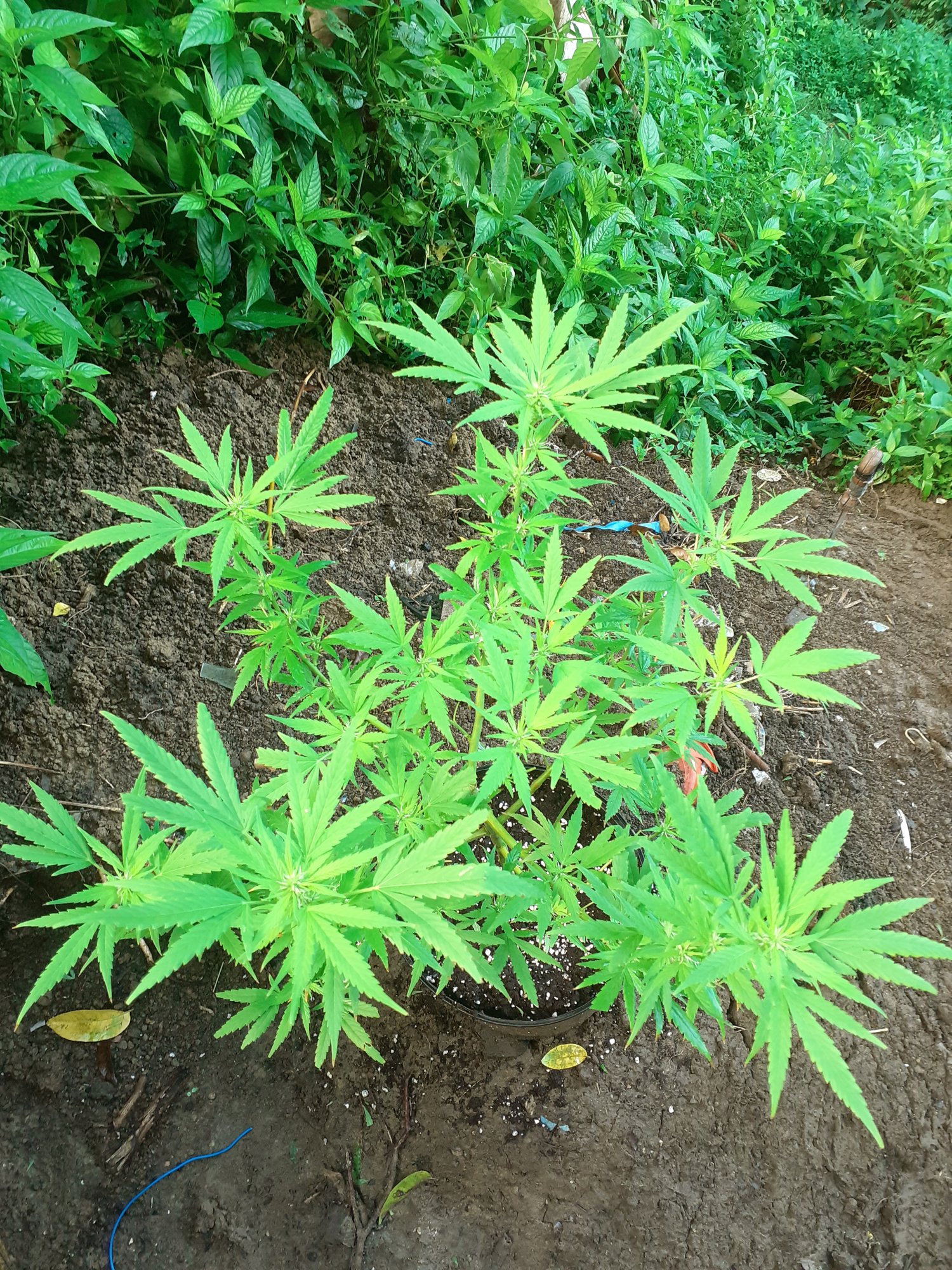 This is my first time growing marijuana