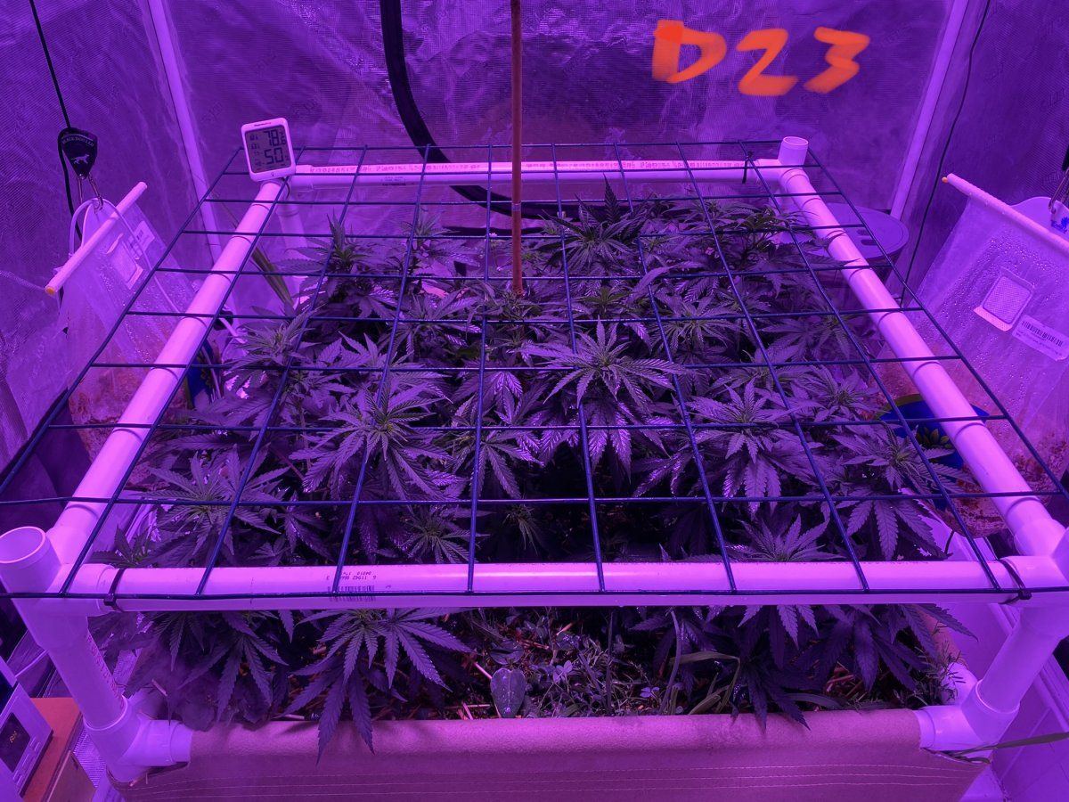 This is not my 90s cannabis 4