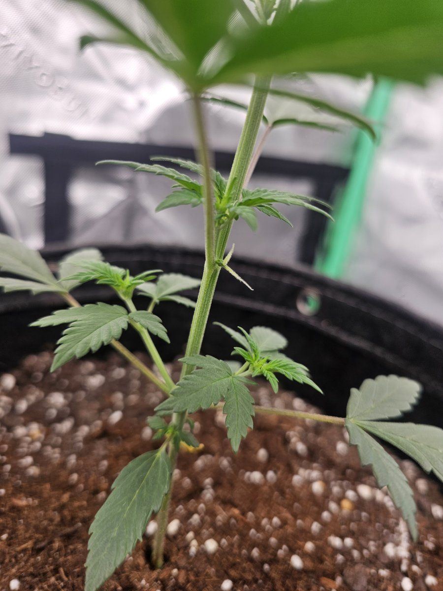 This my green crack autos 2