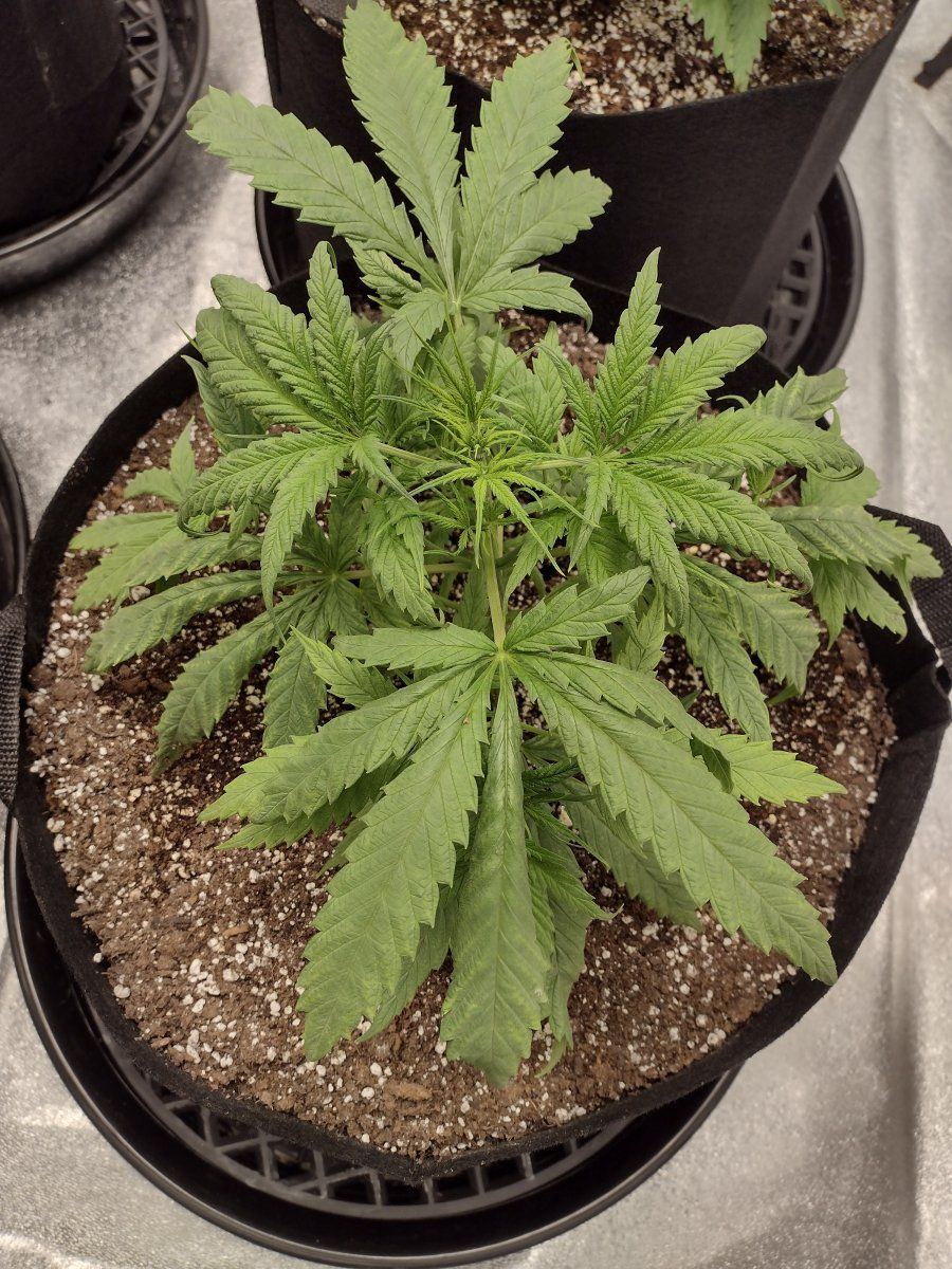 This plant is sick whats up