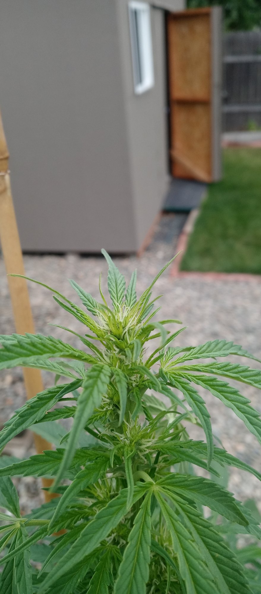 This plant seems to be flowering 2