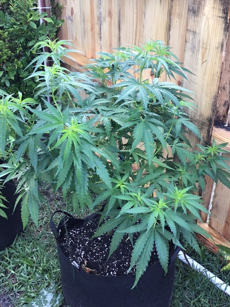 This years garden so far veggies and ladies 3