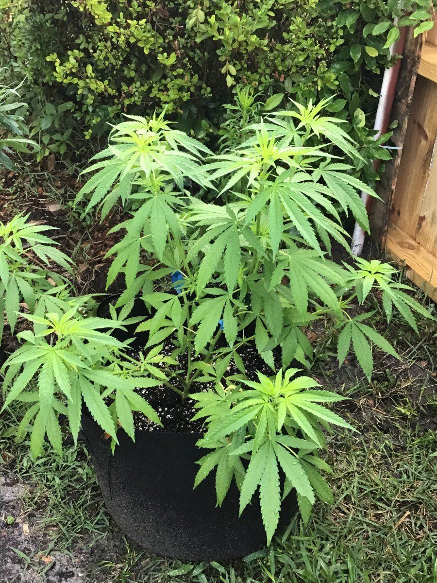 This years garden so far veggies and ladies 4