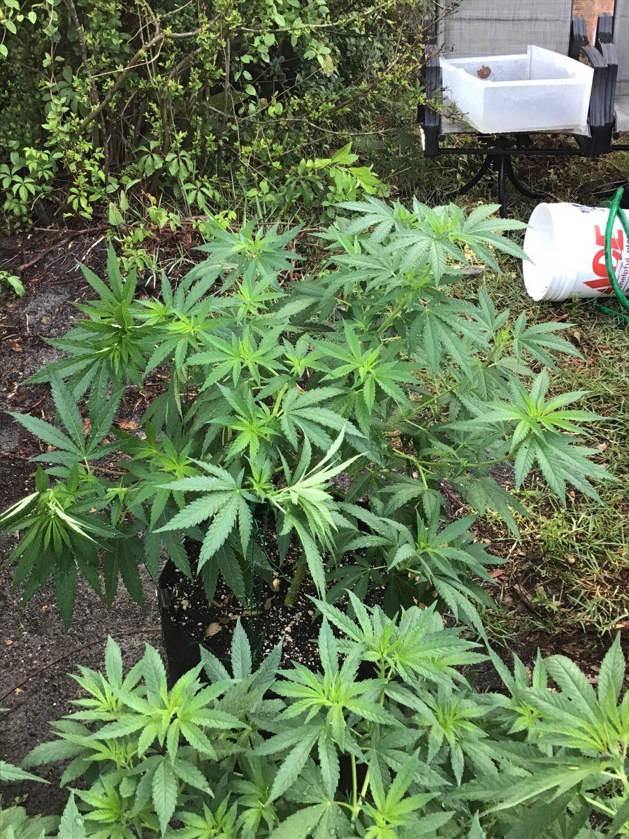 This years garden so far veggies and ladies 6