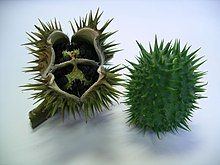 Thorn apple