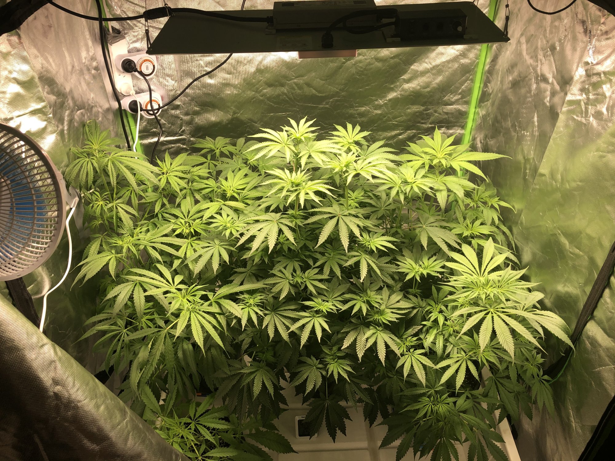 Thoughts on my second grow 2