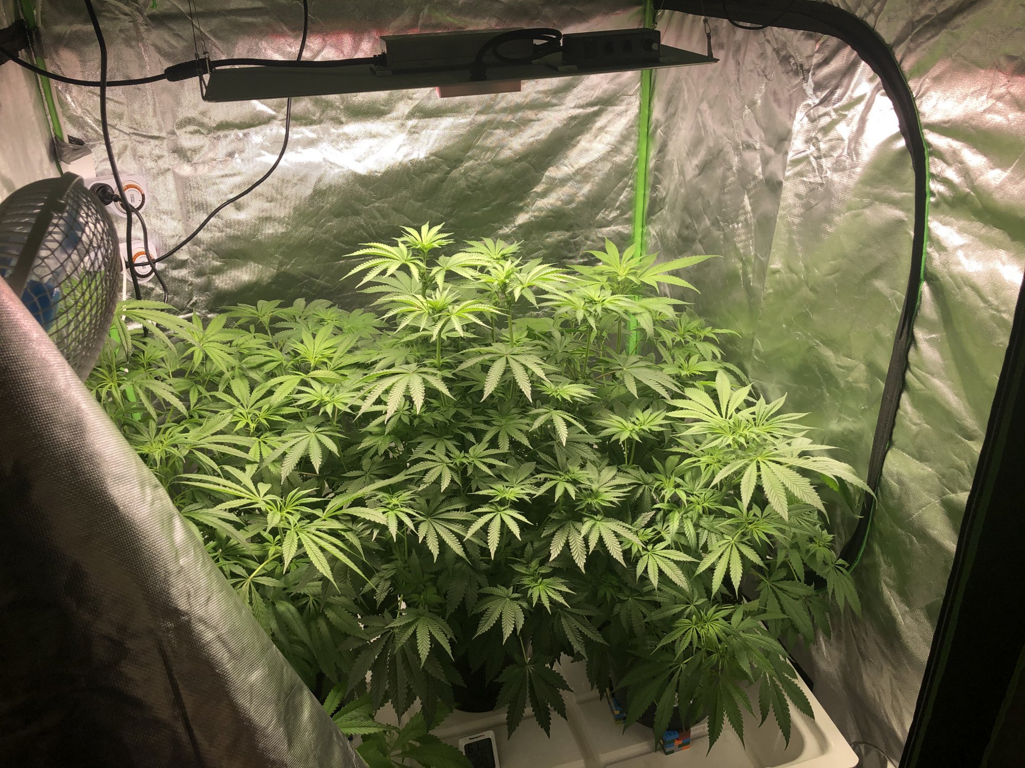 Thoughts on my second grow 3